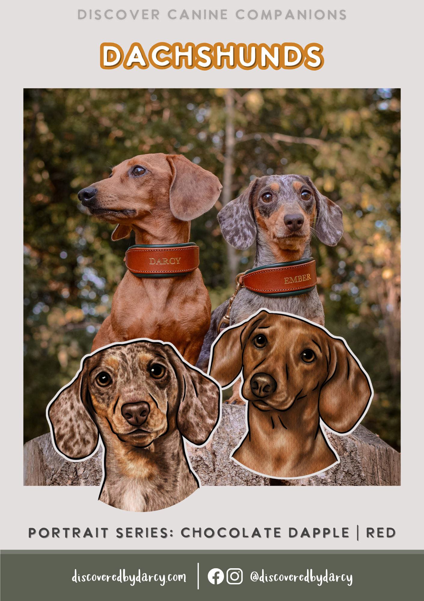Dachshunds - Build-Your-Own