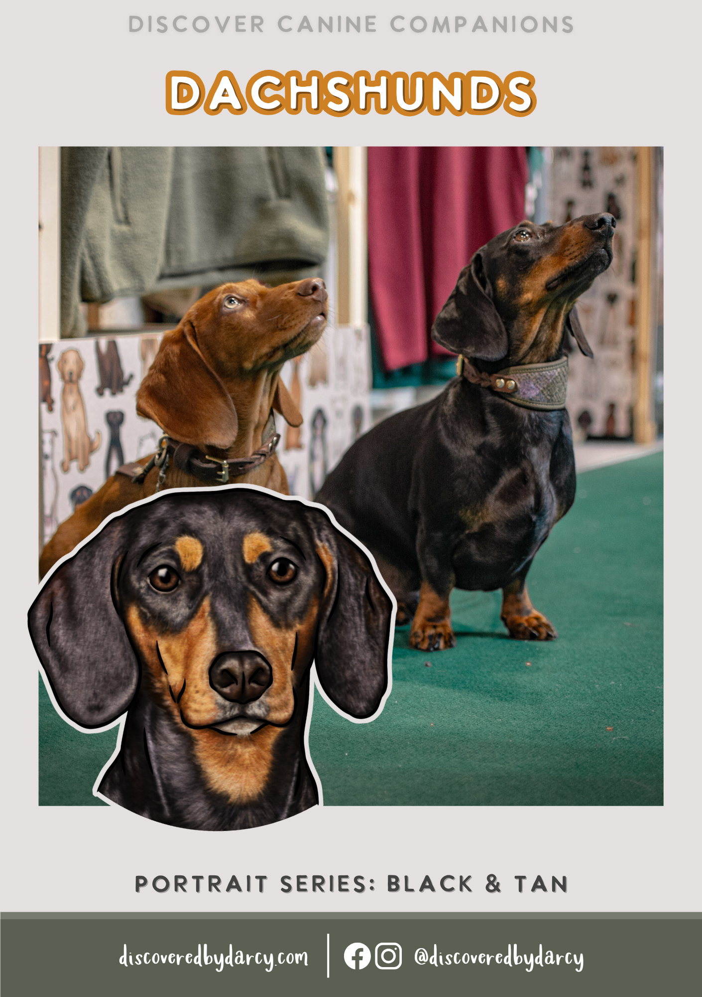 Dachshunds - Build-Your-Own