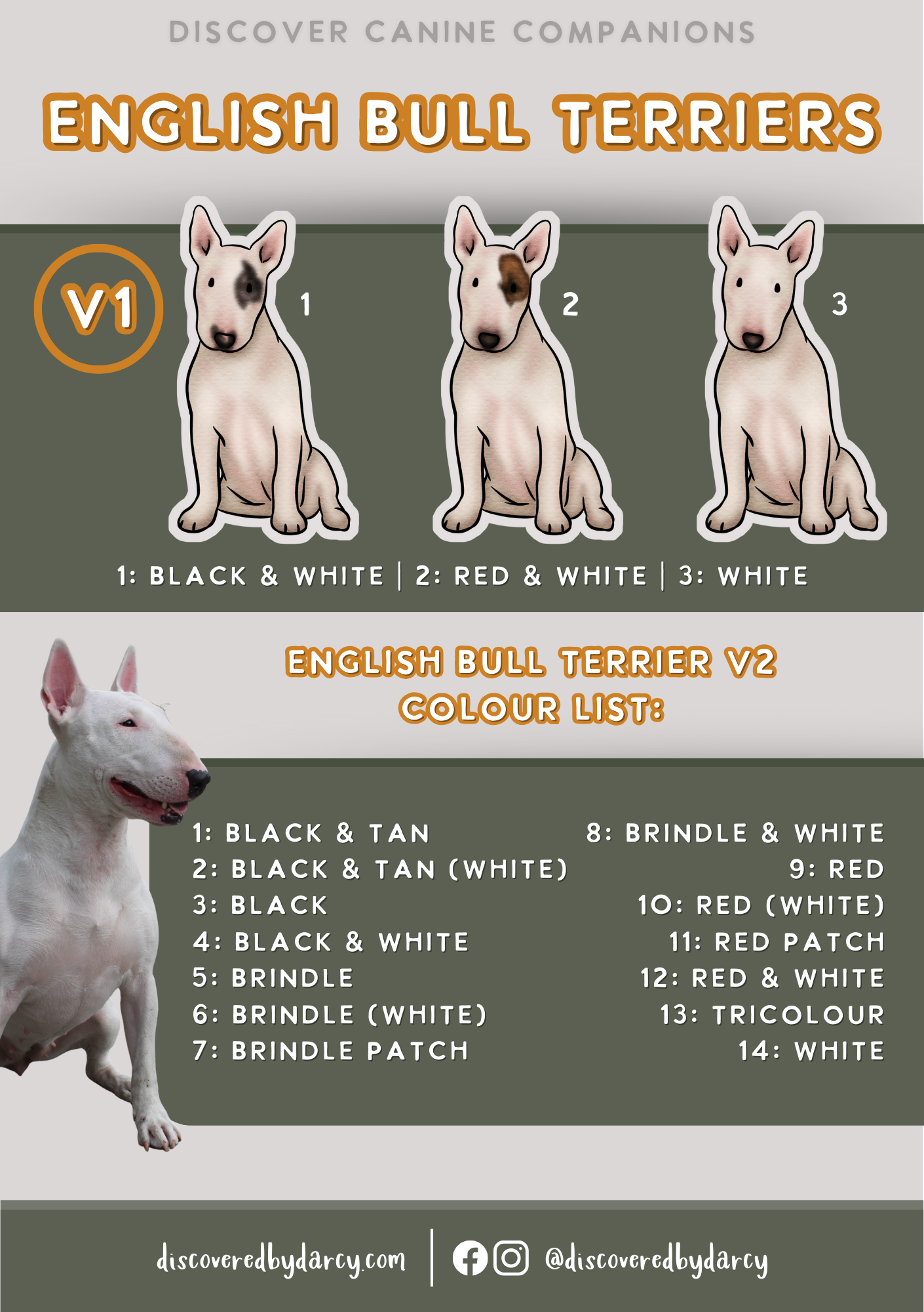 English Bull Terriers - Build-Your-Own