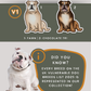 English Bulldogs - Build-Your-Own