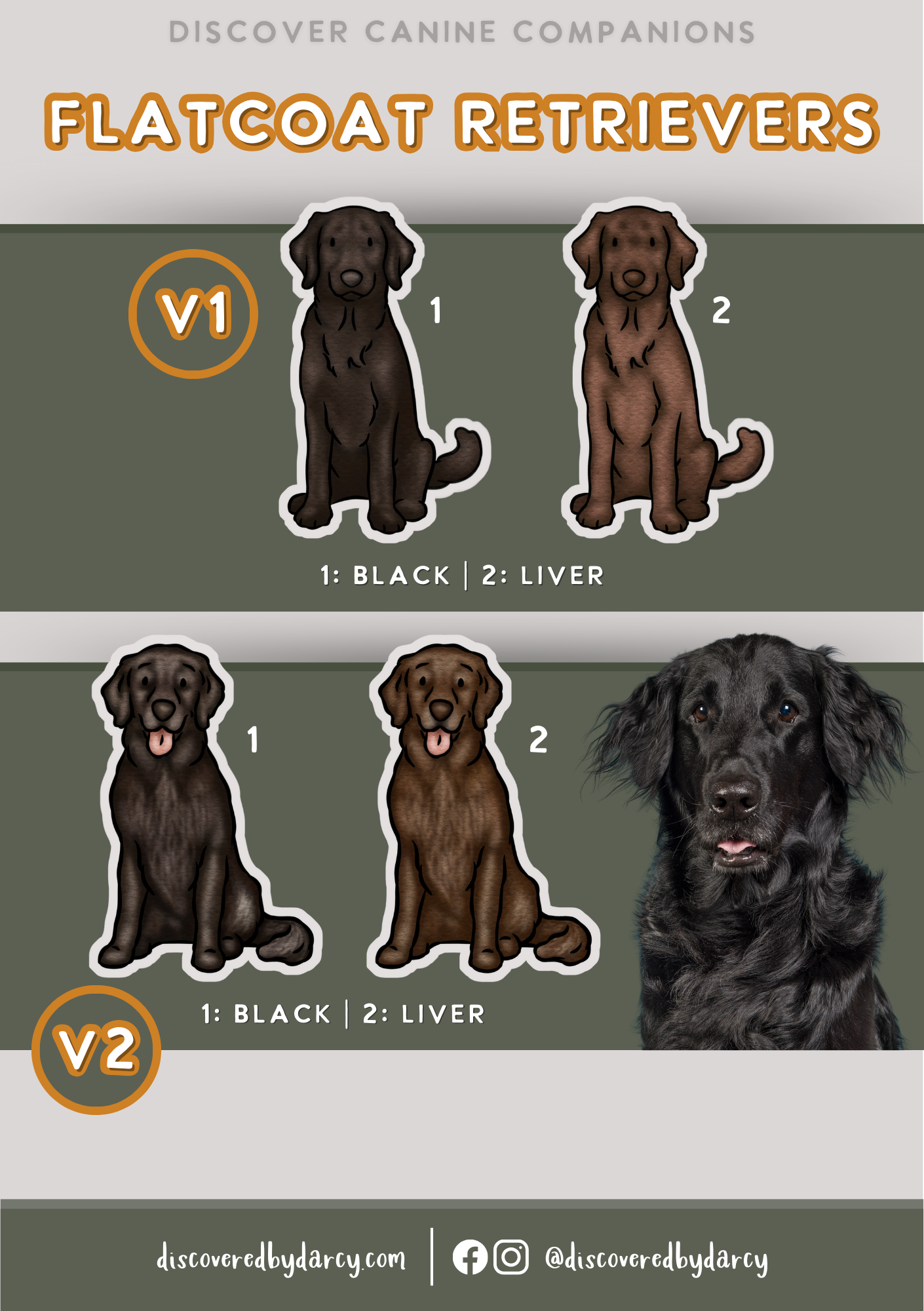 Flatcoat Retrievers - Build-Your-Own