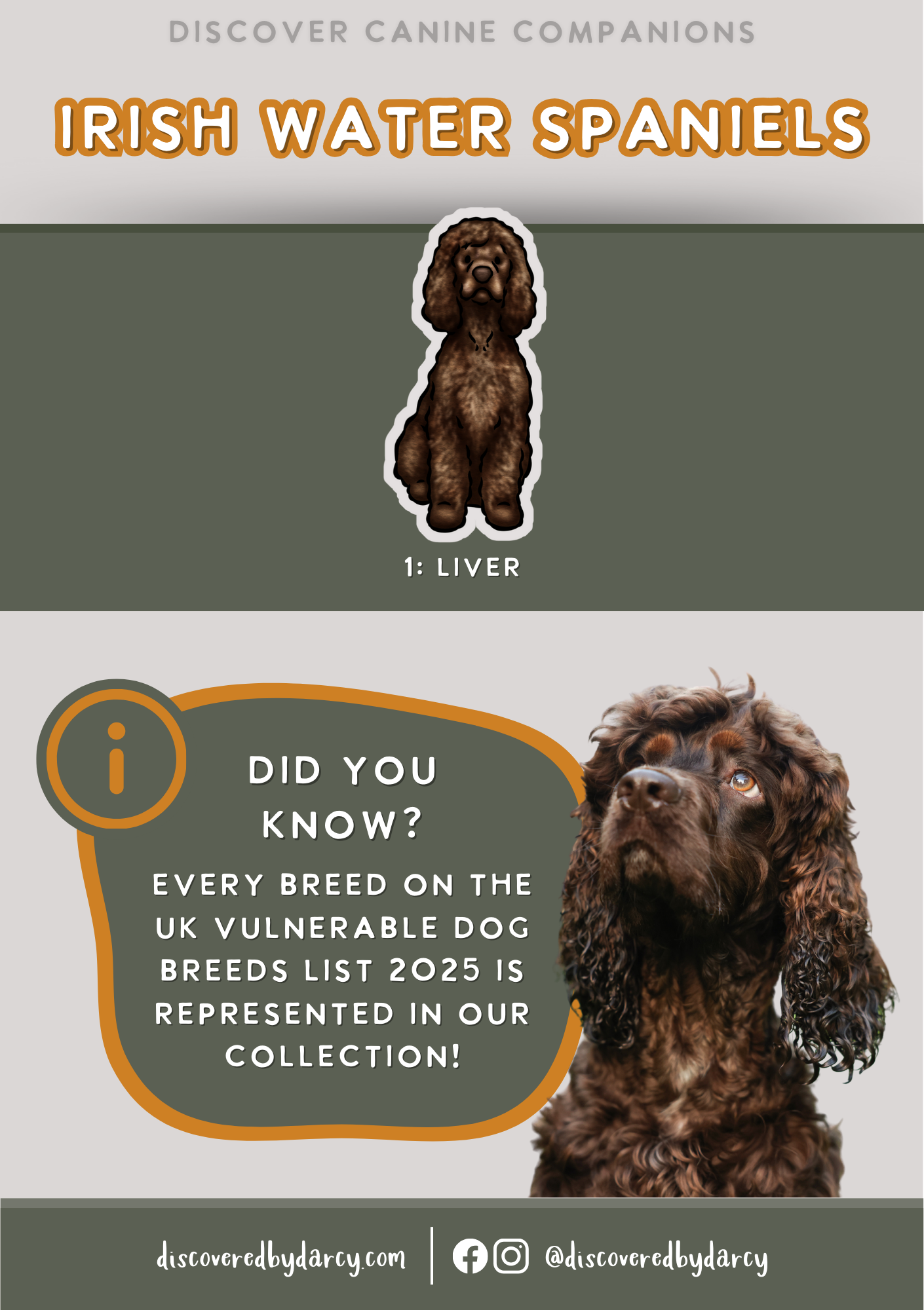 Irish Water Spaniels - Build-Your-Own