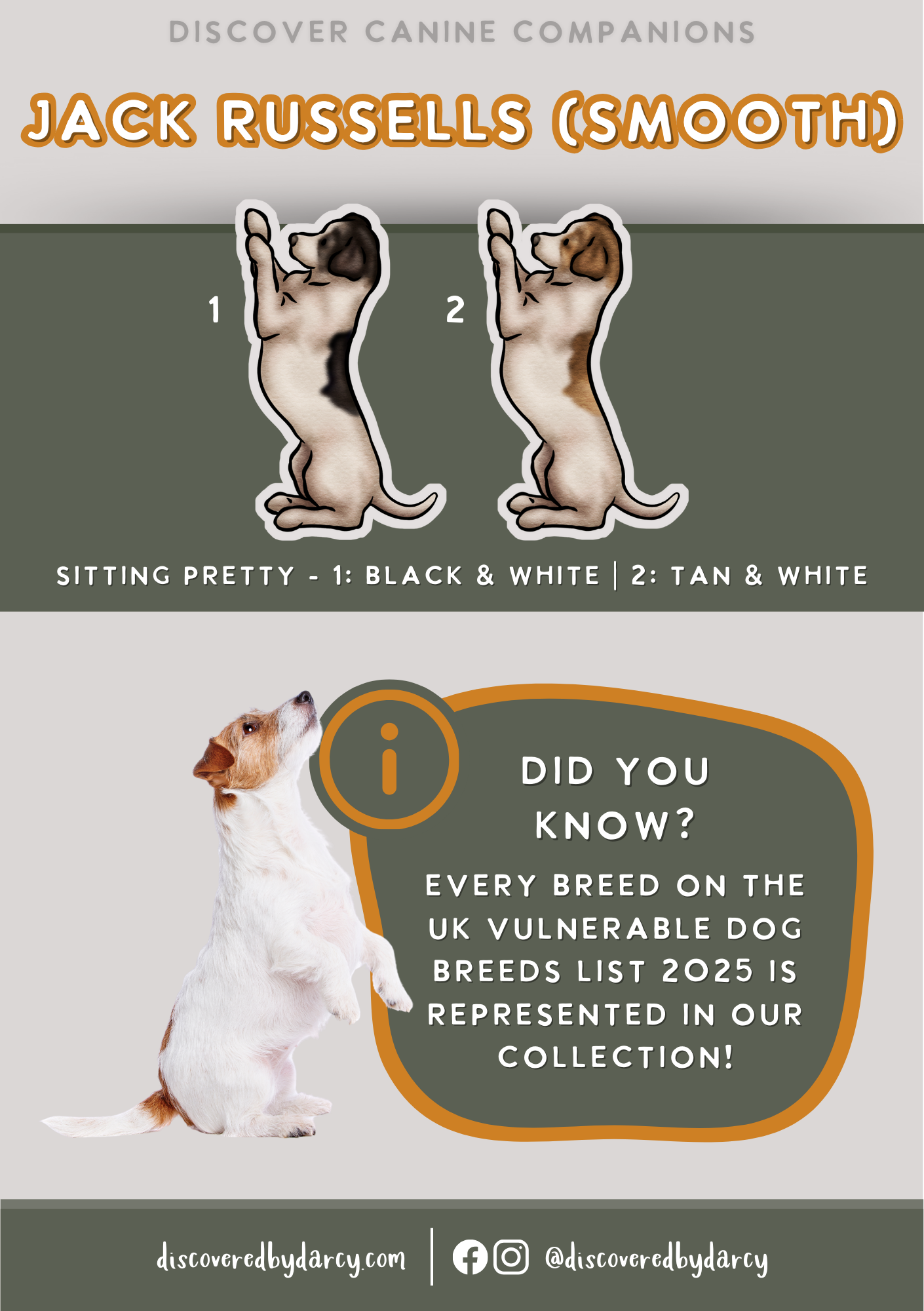 Jack Russel Terriers - Build-Your-Own