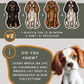 King Charles Spaniels - Build-Your-Own