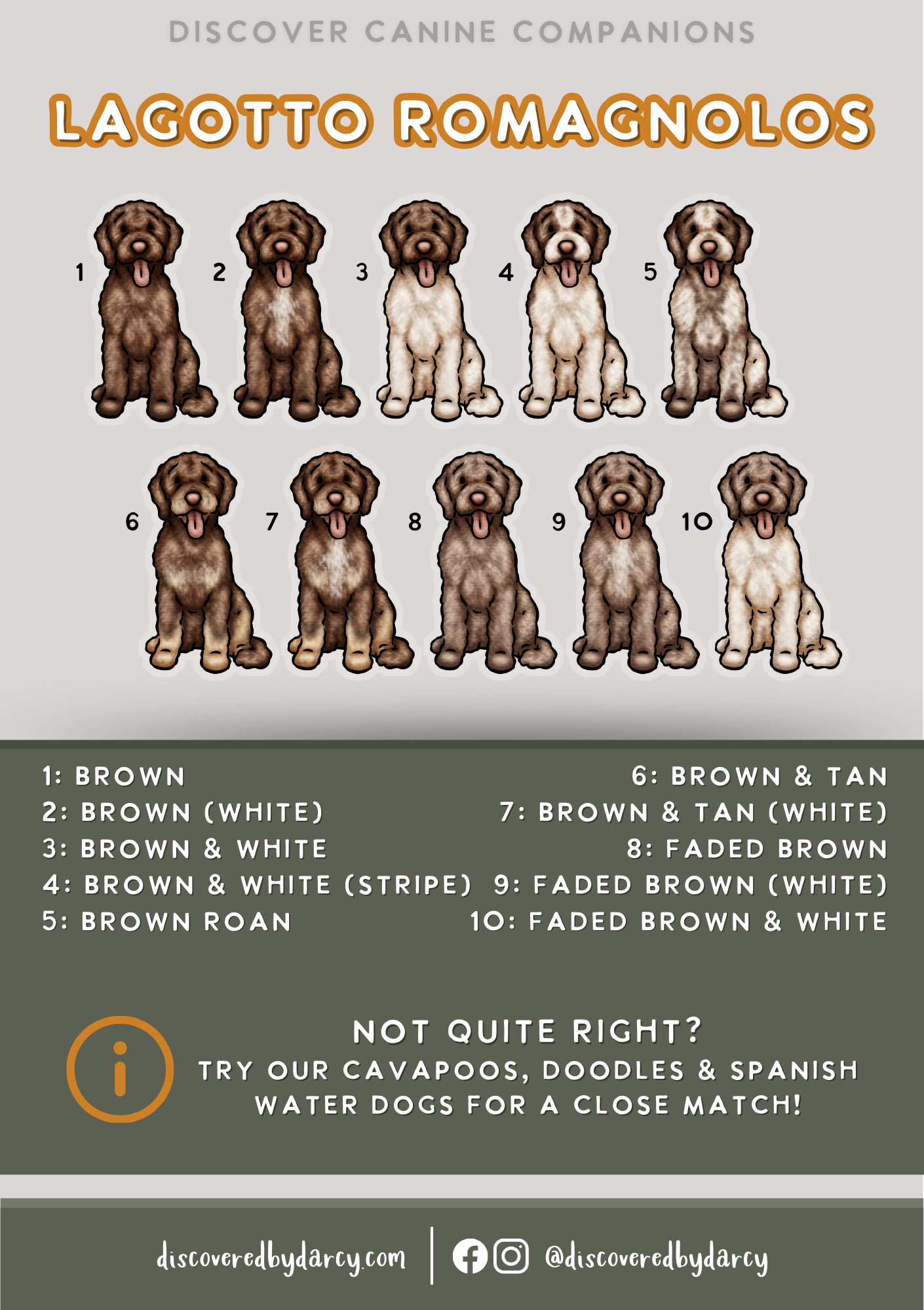 Lagotto Romagnolos - Build-Your-Own