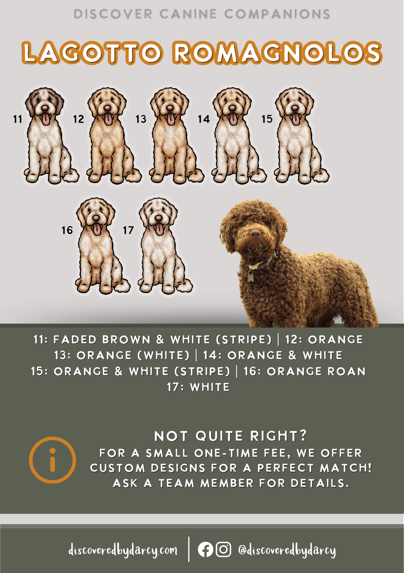 Lagotto Romagnolos - Build-Your-Own