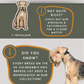 Lakeland Terriers - Build-Your-Own