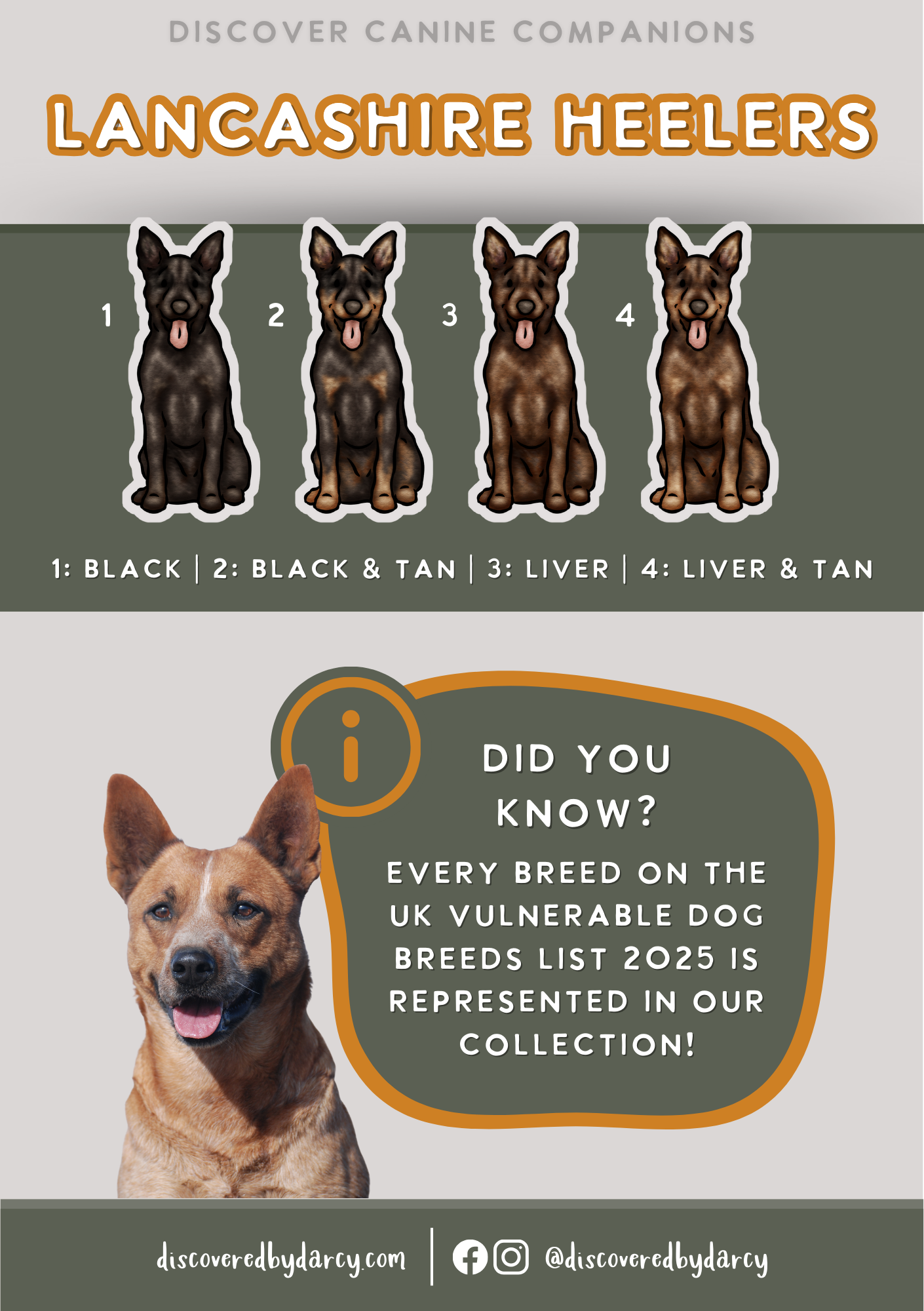 Lancashire Heelers - Build-Your-Own