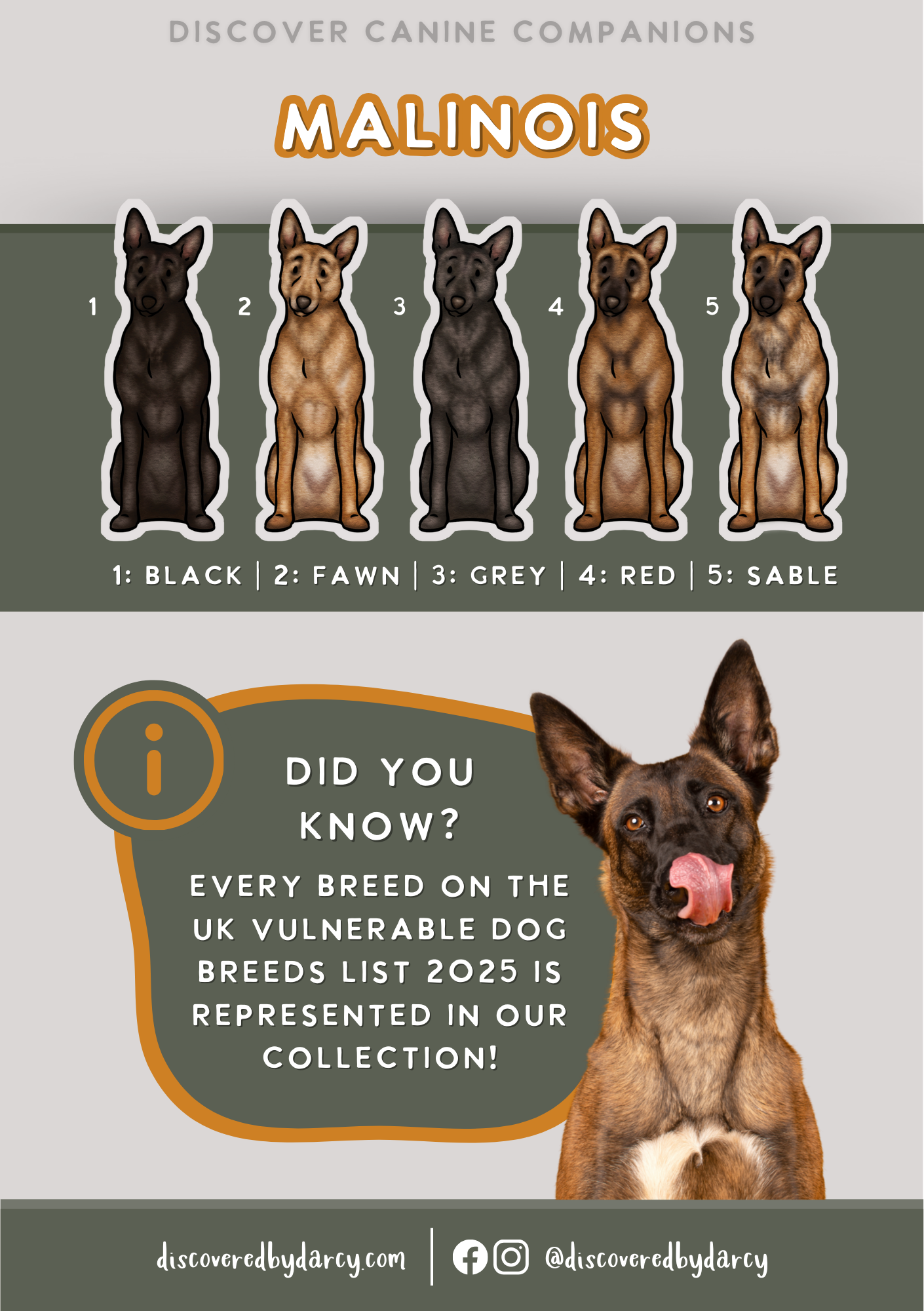 Malinois - Build-Your-Own