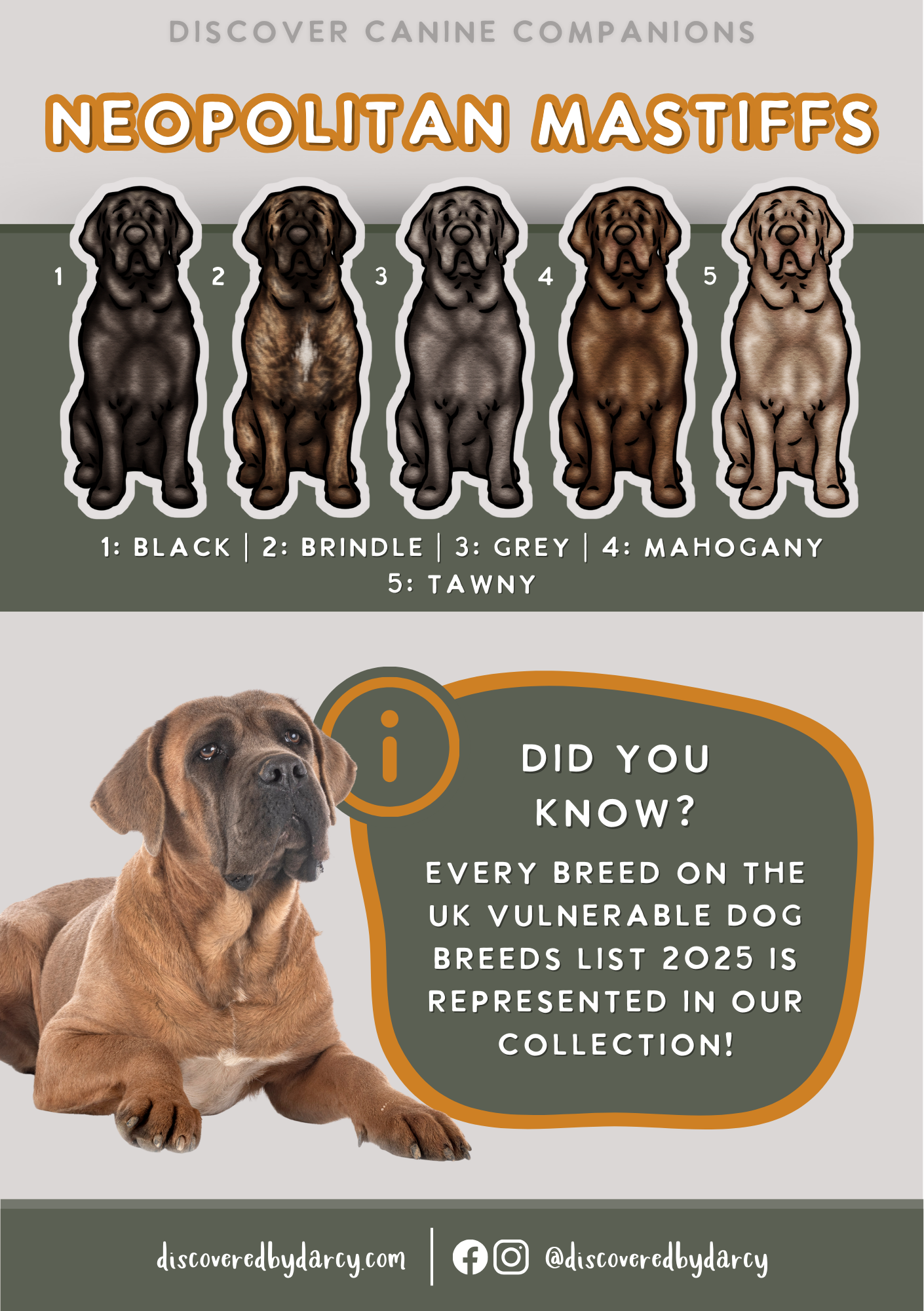 Neopolitan Mastiffs - Build-Your-Own