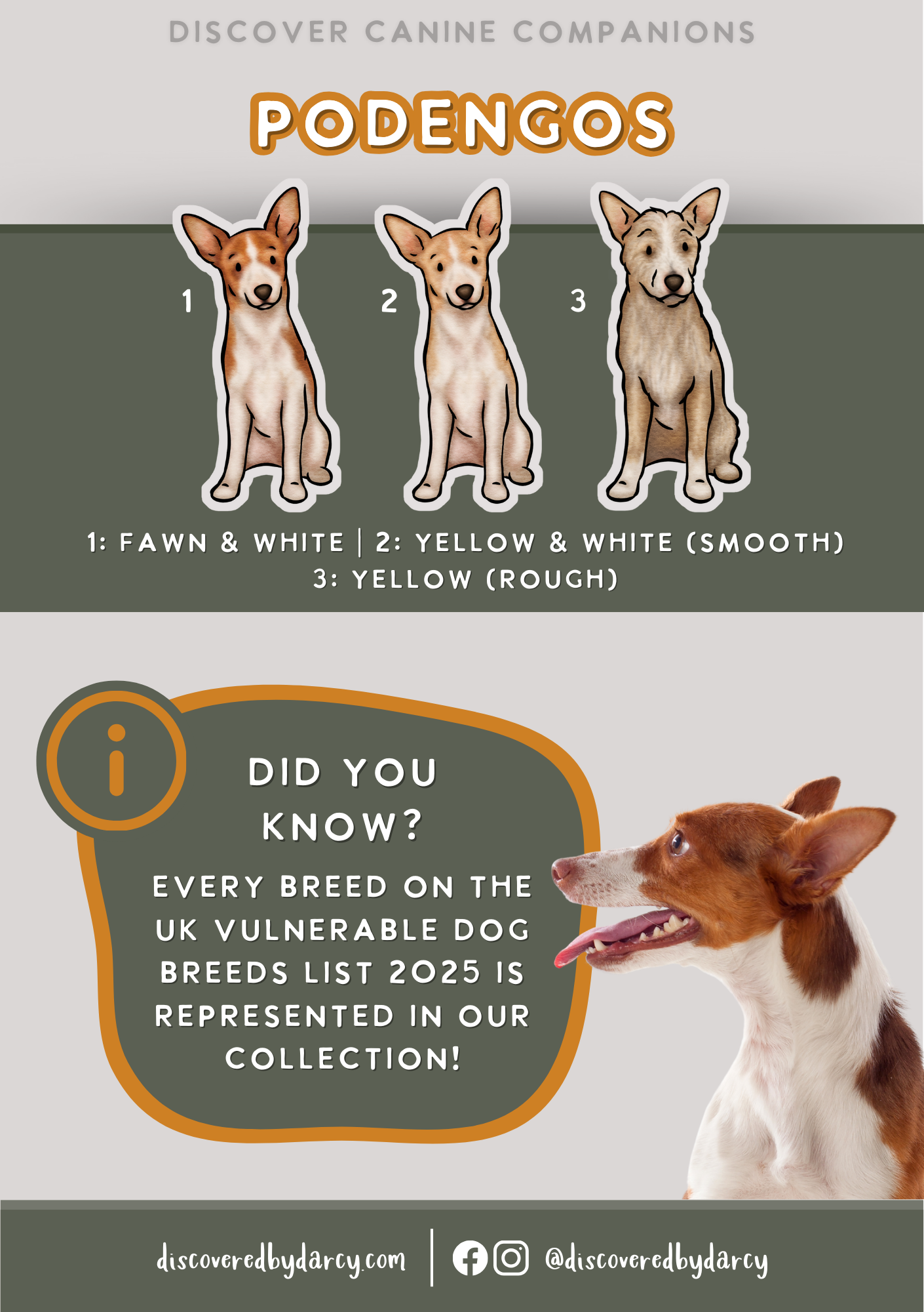 Podengos - Build-Your-Own