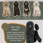 Standard Poodles - Build-Your-Own