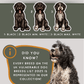 Portuguese Water Dogs - Build-Your-Own