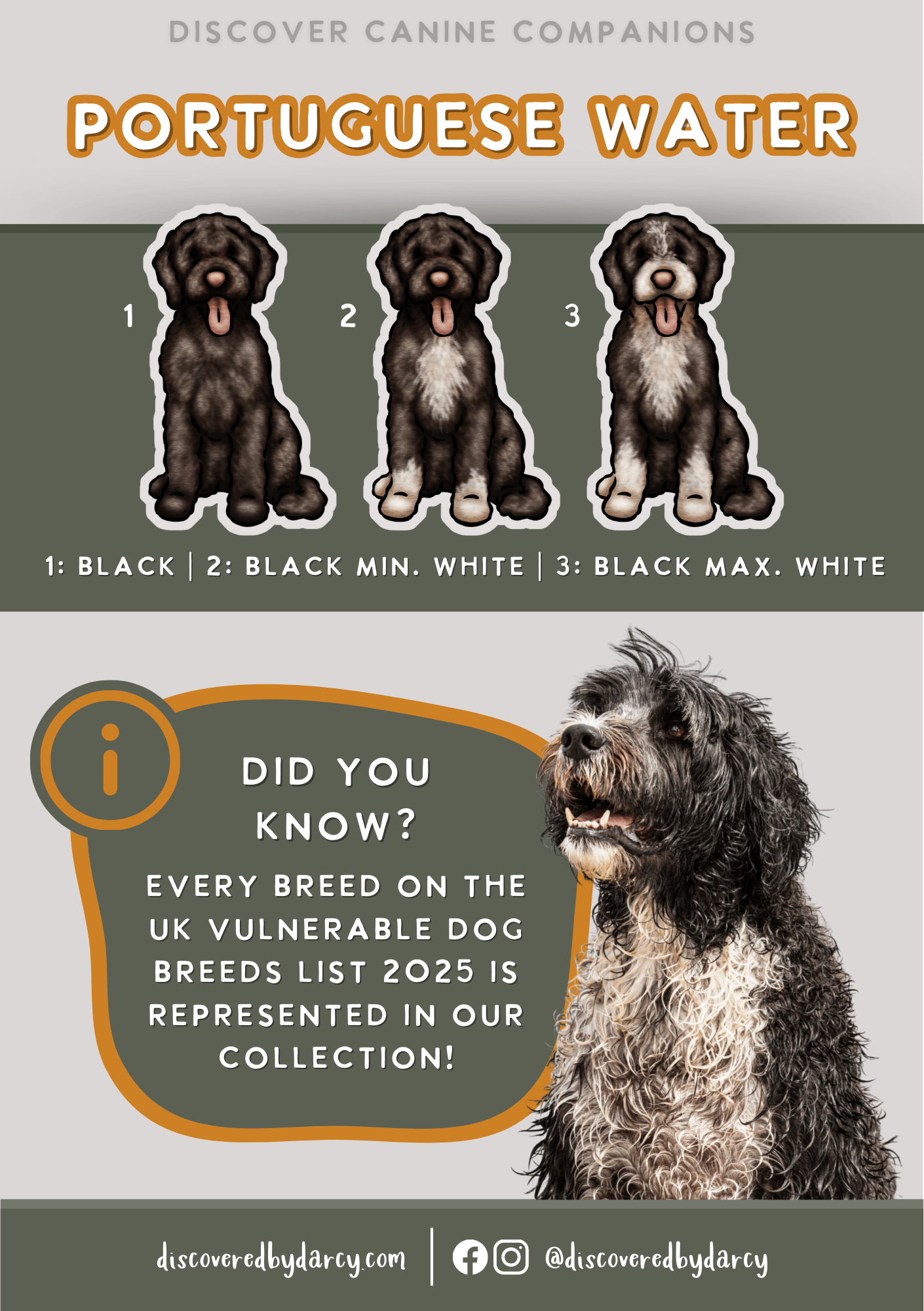 Portuguese Water Dogs - Build-Your-Own