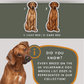 Rhodesian Ridgebacks - Build-Your-Own