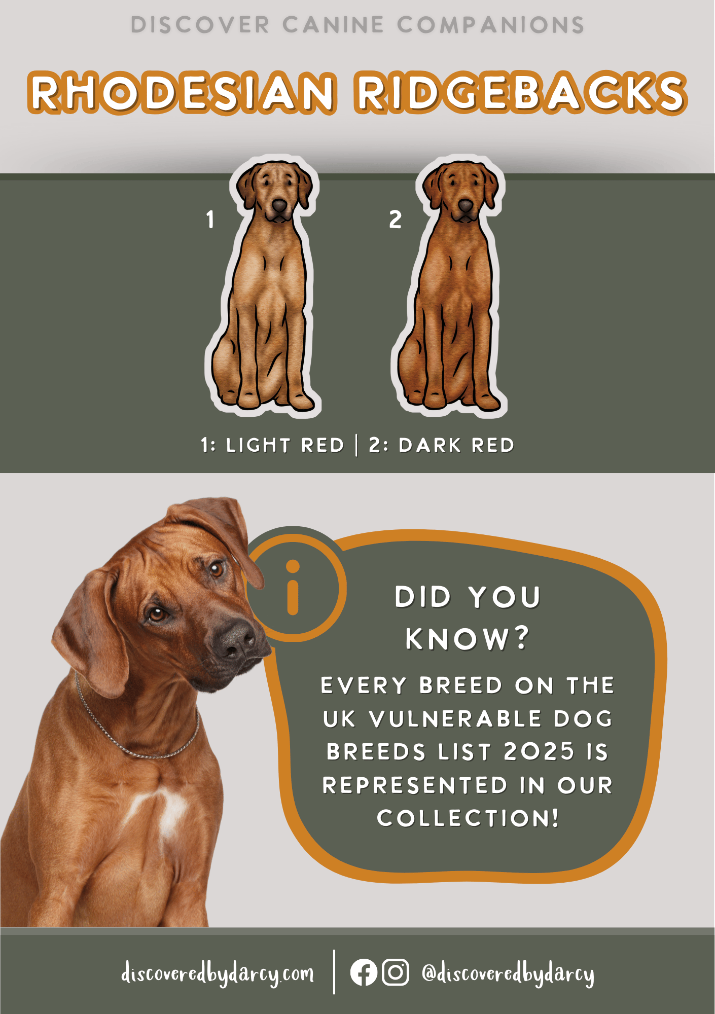 Rhodesian Ridgebacks - Build-Your-Own