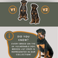 Rottweilers - Build-Your-Own