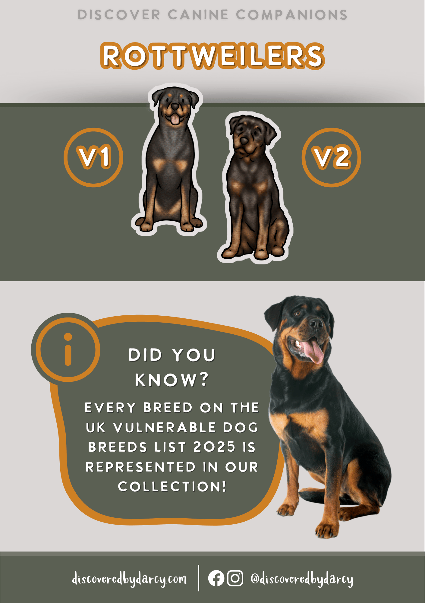 Slim Build Rottweiler Rottweilers - Build-Your-Own – discoveredbydarcy