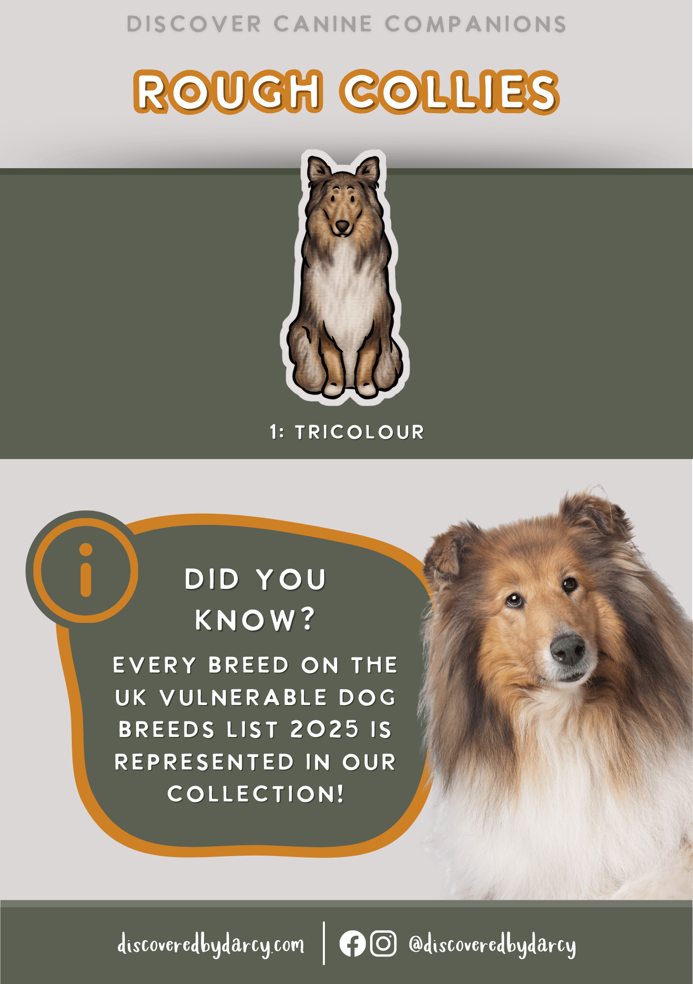 Rough Collies - Build-Your-Own