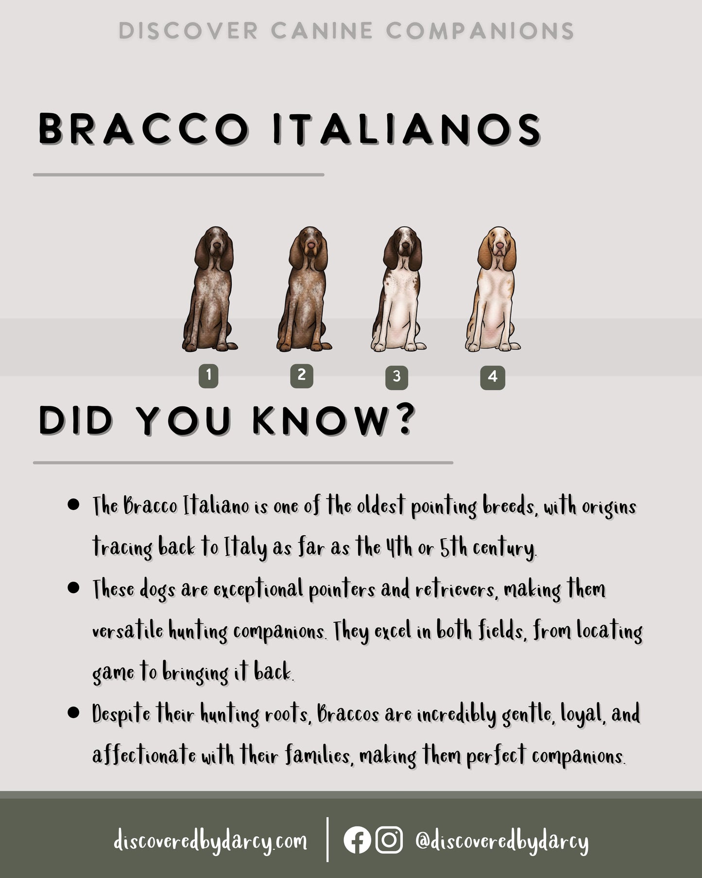 Bracco Italianos - Build-Your-Own