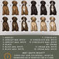 Spanish Water Dogs - Build-Your-Own