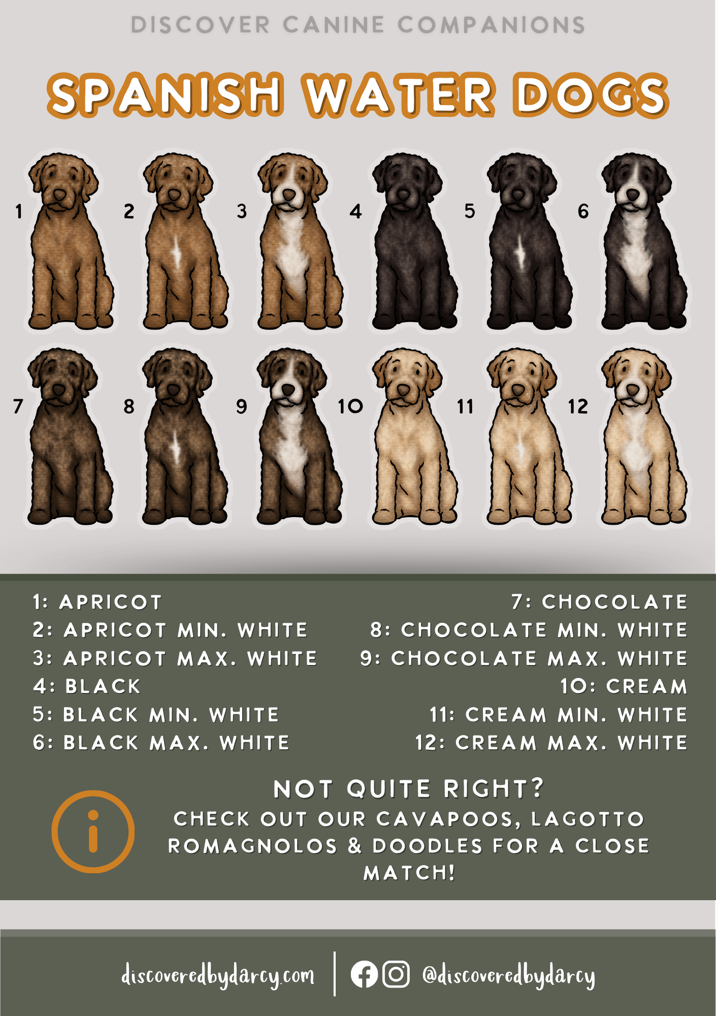 Spanish Water Dogs - Build-Your-Own