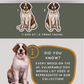 St. Bernards - Build-Your-Own