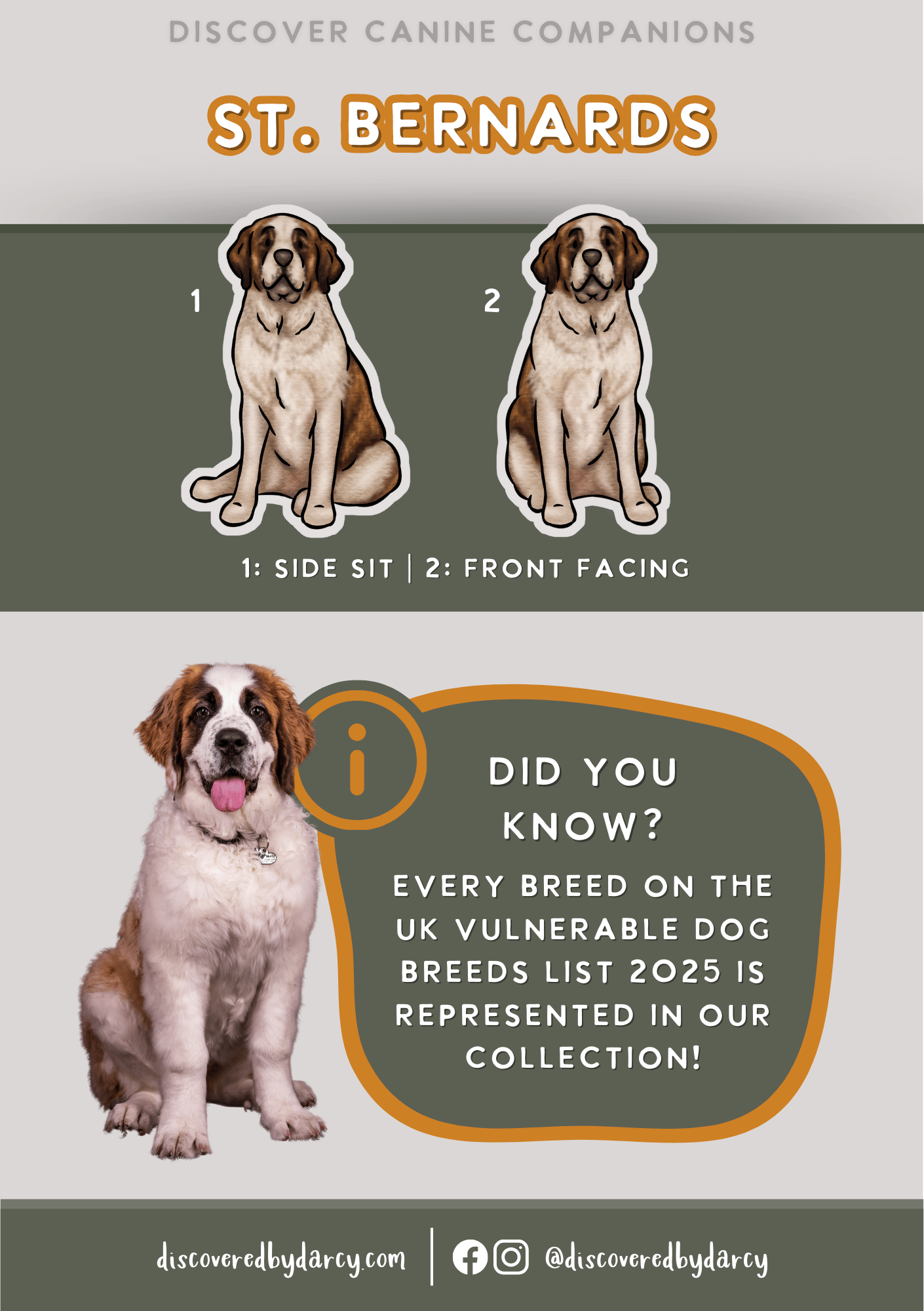 St. Bernards - Build-Your-Own