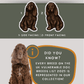 Sussex Spaniels - Build-Your-Own