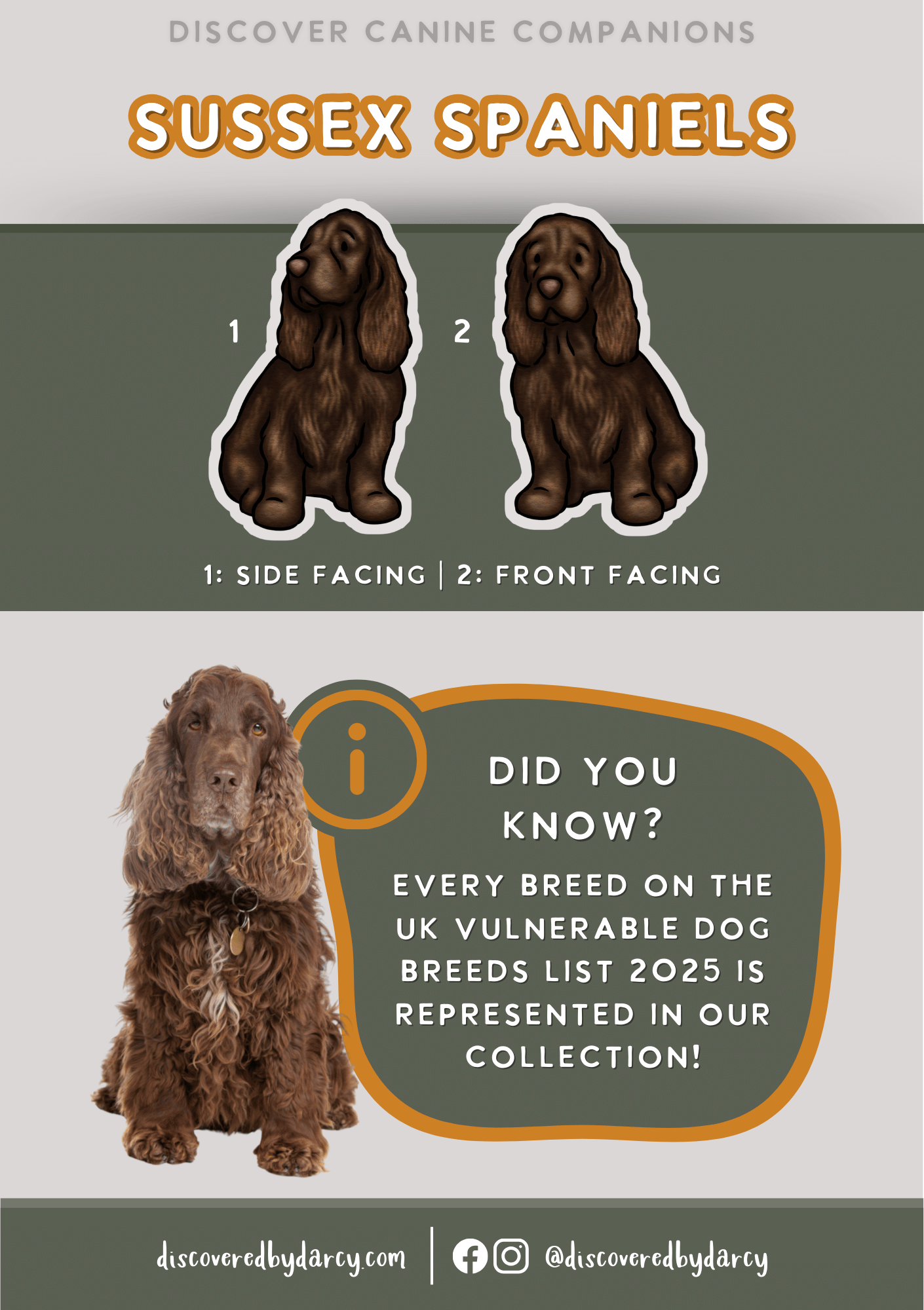Sussex Spaniels - Build-Your-Own