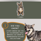 Swedish Vallhunds - Build-Your-Own
