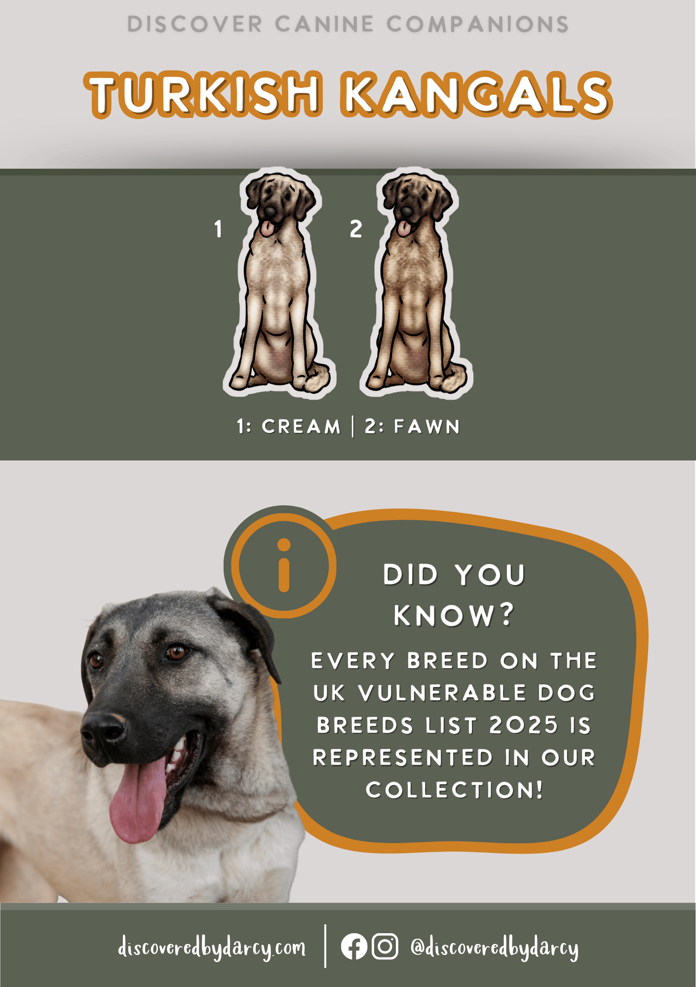 Turkish Kangals - Build-Your-Own