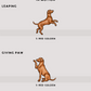 Vizslas - Build-Your-Own