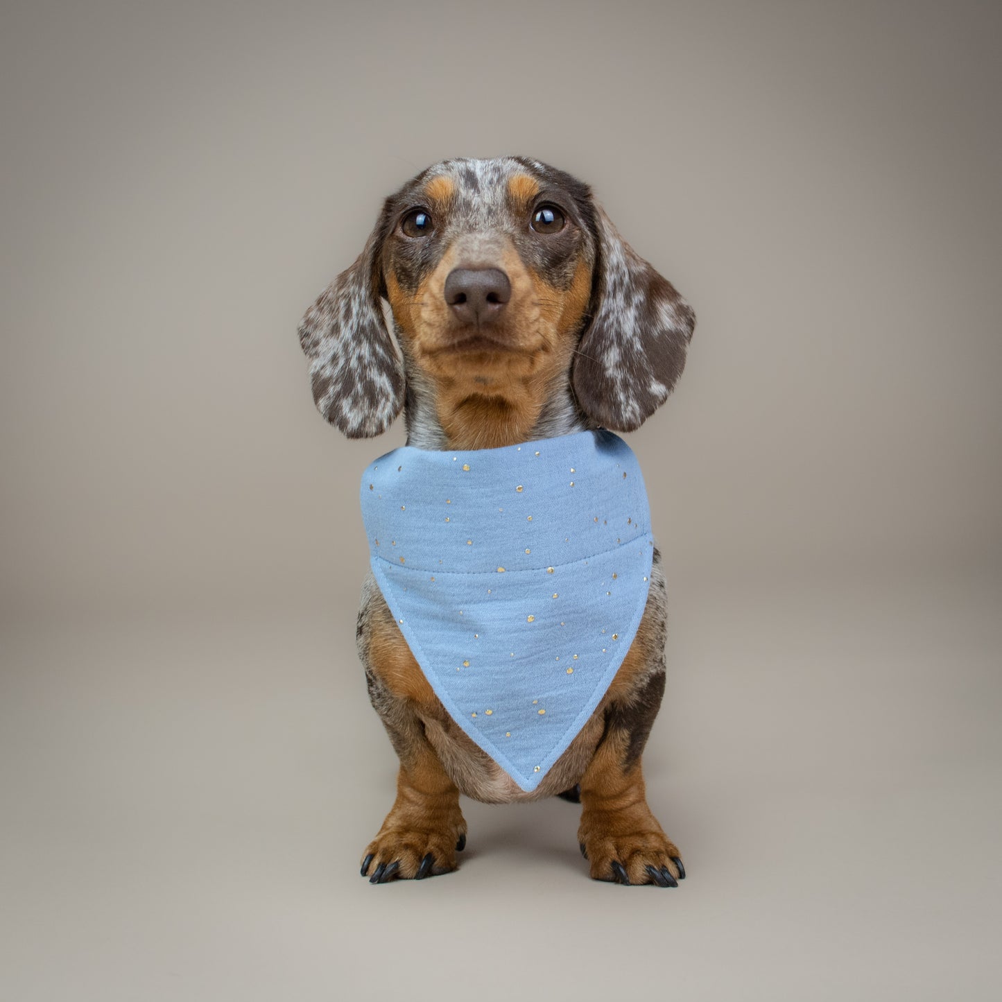 Baby It's Gold Outside - Baby Blue - Handmade Dog Bandana