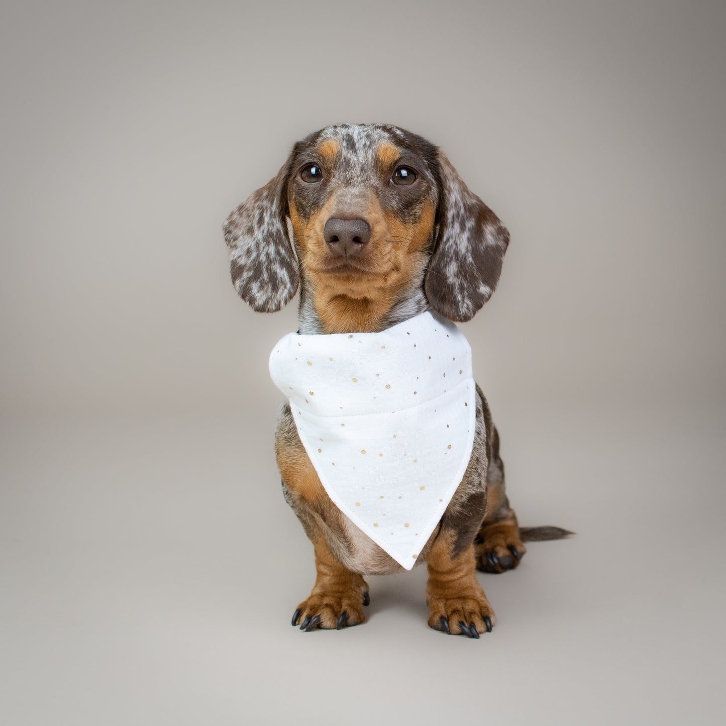 Baby It's Gold Outside - White - Handmade Dog Bandana