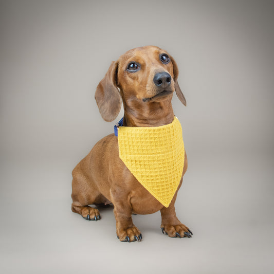 Waffle-y Cute - Mustard - Handmade Dog Bandana