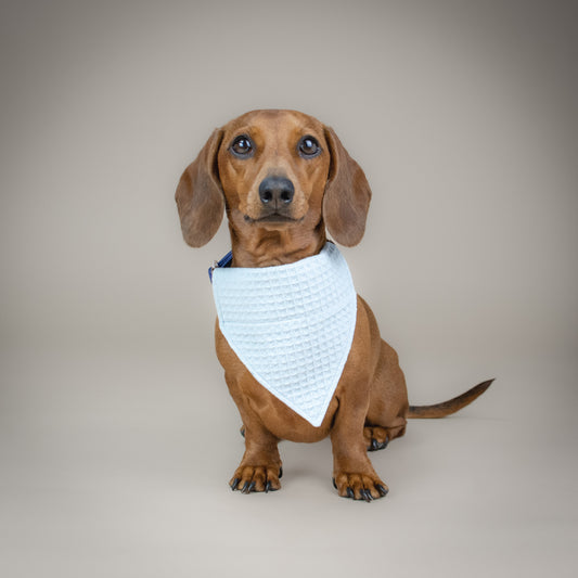 Waffle-y Cute - Baby Blue - Handmade Dog Bandana